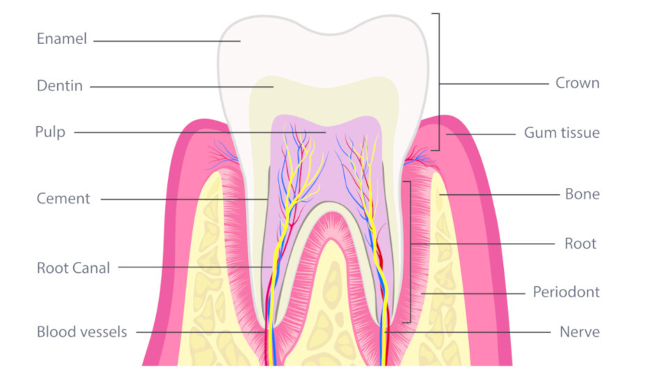 Der Aufbau des Zahns